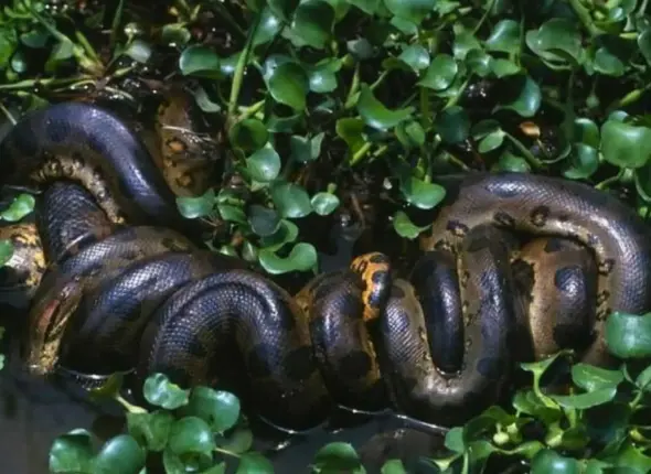 giant-anaconda-amazon