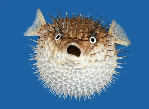 blowfish-openbsd